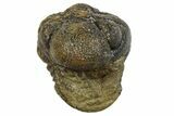 Long Partially Enrolled Morocops Trilobite - Morocco #296614-2